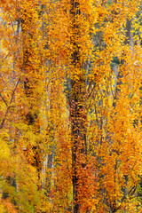 Fototapeta premium Autumn Trees with Golden Leaves and Colorful Foliage