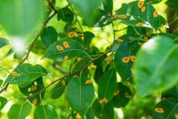 Disease on pear tree leaves in the garden. Selective focus.