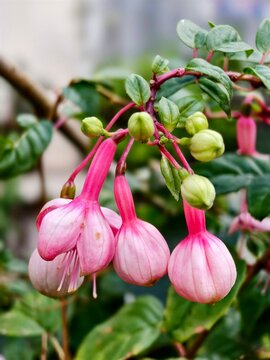Close-up of hanging pink fuchsia flower buds in garden.