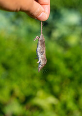 A dead mouse with a pancake nose. Selective focus.