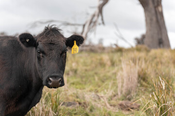 beautiful country landscape of cattle in Australia  eating grass, grazing on pasture. Herd of cows free range beef being regenerative raised on an agricultural farm. Sustainable farming in tasmania