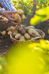 A farmer holds a potato harvest in his garden. Selective focus.