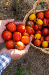 A farmer holds a tomato crop in his garden. Selective focus.