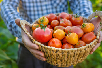 A farmer holds a tomato crop in his garden. Selective focus.