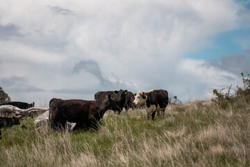 beautiful country landscape of cattle in Australia  eating grass, grazing on pasture. Herd of cows free range beef being regenerative raised on an agricultural farm. Sustainable farming in tasmania