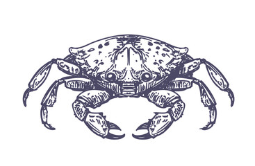 Crab sketch. Realistic vector illustration, on a transparent background, hand drawn.