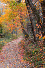 Forest Road in Full Autumn Colors with Leaf Carpet