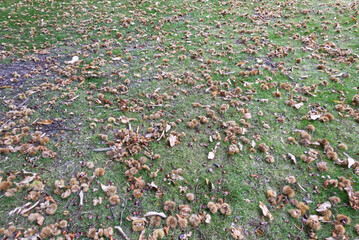 Glut of Sweet Chestnuts laying on grass. Sussex, England.