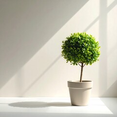 Small potted plant on a white surface with natural light and shadows.