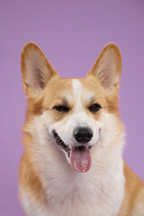 Portrait of a cheerful Pembroke Welsh Corgi sitting against light purple backdrop. The dog has a big smile and tongue out, creating a fun and friendly expression.