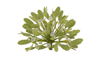 Isolated mistletoe plant cluster, foliage and white pearl berries, Christmas symbol of peace