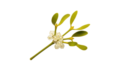 Isolated sprig of mistletoe with bright green leaves and white berries, Christmas decor