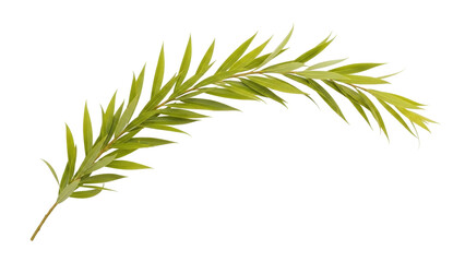 Fototapeta premium Isolated sprig of willow, fresh green foliage, nature decoration element for design projects