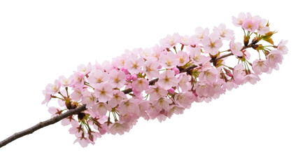 Obraz premium Isolated blossoming sakura branch in full bloom, soft pink cherry flowers on a tree branch