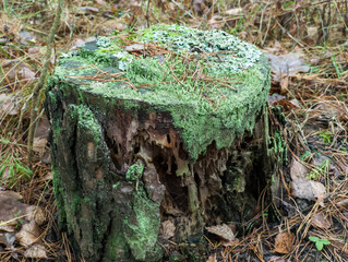 A tree stump covered in green moss in the woods