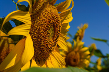 A close up shot of the sunflower, the seeds are clearly visible