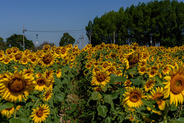 A close up shot of the sunflower, the seeds are clearly visible