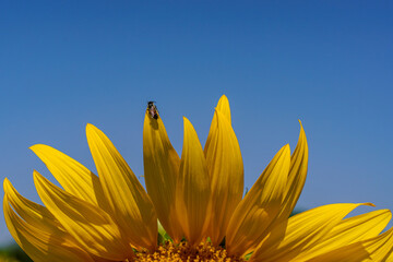 A close up shot of the sunflower, the seeds are clearly visible