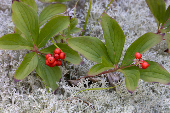 Bunchberry Cornus canadensis with bright red fruit drupes growing from a bed of reindeer lichen in late summer horizontal orientation
