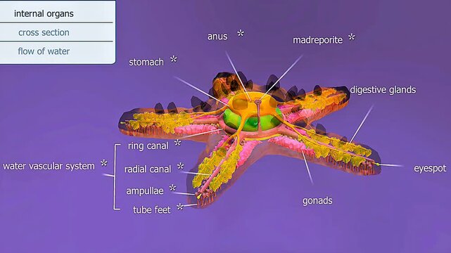 Internal organs of the starfish.