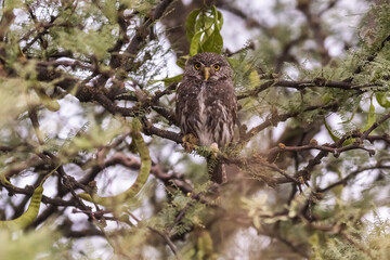 Ferruginous Pygmy owl, Glaucidium brasilianum, Calden forest, La Pampa Province, Patagonia, Argentina.
