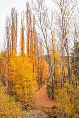 Golden Autumn Trees Lining a Serene Nature Trail