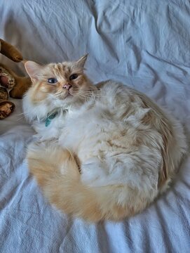 Fluffy ginger and white ragdoll cat resting on white bed sheets.