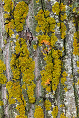 Obraz premium Colorful Lichen and Bark Texture for Nature Background