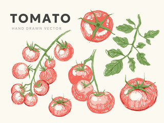 Tomatoes set sketch, vector illustration, on a transparent background, hand drawn