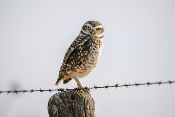 Burrowing Owl perched, La Pampa Province, Patagonia, Argentina.