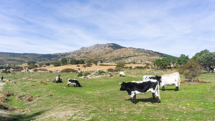 Cows graze in a green field with a mountain backdrop under a bright blue sky on a sunny day outdoors