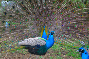 Pair of Peacocks Displaying Colorful Tail Feathers. Vibrant photograph of two peacocks in a garden, with the central male fully fanning out his iridescent tail feathers to form a huge circular display