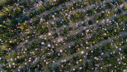 Aerial View of a Field of Dandelions in Full Bloom.