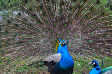 Pair of Peacocks Displaying Colorful Tail Feathers. Vibrant photograph of two peacocks in a garden, with the central male fully fanning out his iridescent tail feathers to form a huge circular display