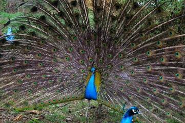 Pair of Peacocks Displaying Colorful Tail Feathers. Vibrant photograph of two peacocks in a garden, with the central male fully fanning out his iridescent tail feathers to form a huge circular display