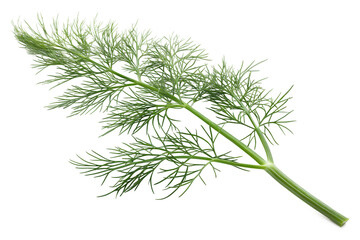 Vibrant green fresh dill herb sprig with delicate feathery leaves showing clearly, carefully isolated on a clean transparent background for culinary use.