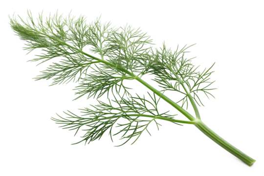Vibrant green fresh dill herb sprig with delicate feathery leaves showing clearly, carefully isolated on a clean transparent background for culinary use.