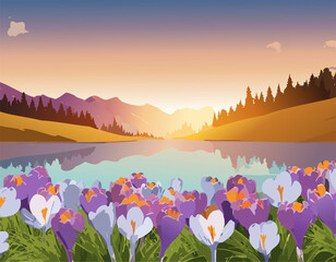 Sunrise on mountain with blooming crocus flower field.