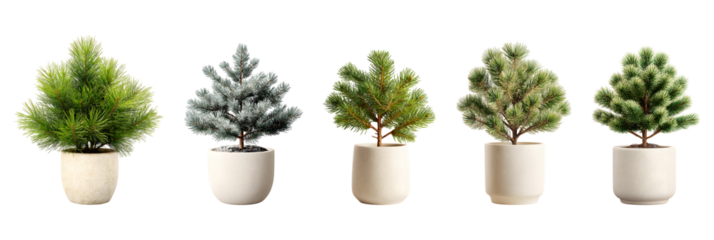 Miniature pine trees in pots arrangement for minimalist interior design isolated on transparent background with clipping path 3d rendering