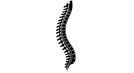 Human Spine Anatomy Detailed Black and White Illustration.
