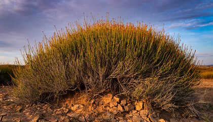 Resilient Bush in Arid Landscape: A Study in Survival.