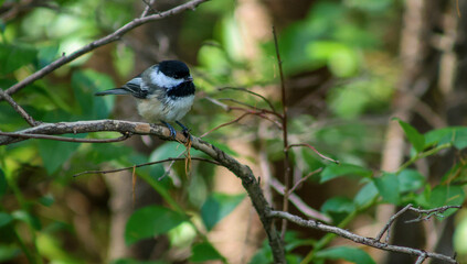 Obraz premium Black-capped Chickadee perched on a branch in a lush green forest