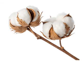 Soft fluffy white cotton bolls emerge from their brown calyx on a delicate stem, isolated on transparent background.