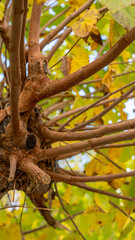 yellow and green leaves and branches of autumn trees 