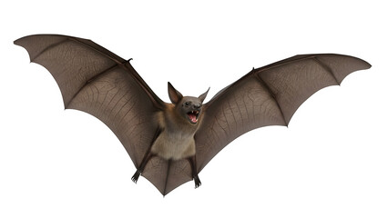 Fototapeta premium Fruit bat in flight isolated on white or transparent background. PNG