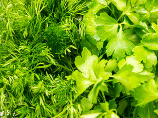 Background of parsley and dill.