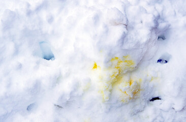 An animal, whethere domestic or wild, left its  mark in the white snow leaving a stinch of yellow urine in the white freshly fallen powder in Missouri.