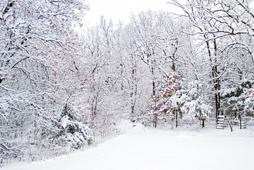 Beautiful landscape winter scene with snow covered tree branches and a ladder going over a fence in rural Missouri.
