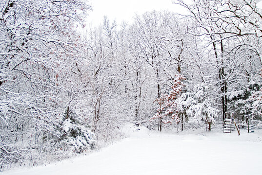 Beautiful landscape winter scene with snow covered tree branches and a ladder going over a fence in rural Missouri.