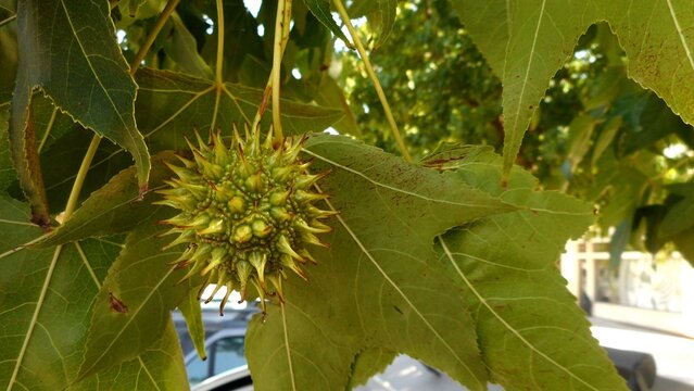 planta fruta liquidambar - Liquidambar styraciflua